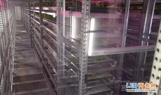 農業照明典范 日本兩大植物工廠規模與技術及市場研究